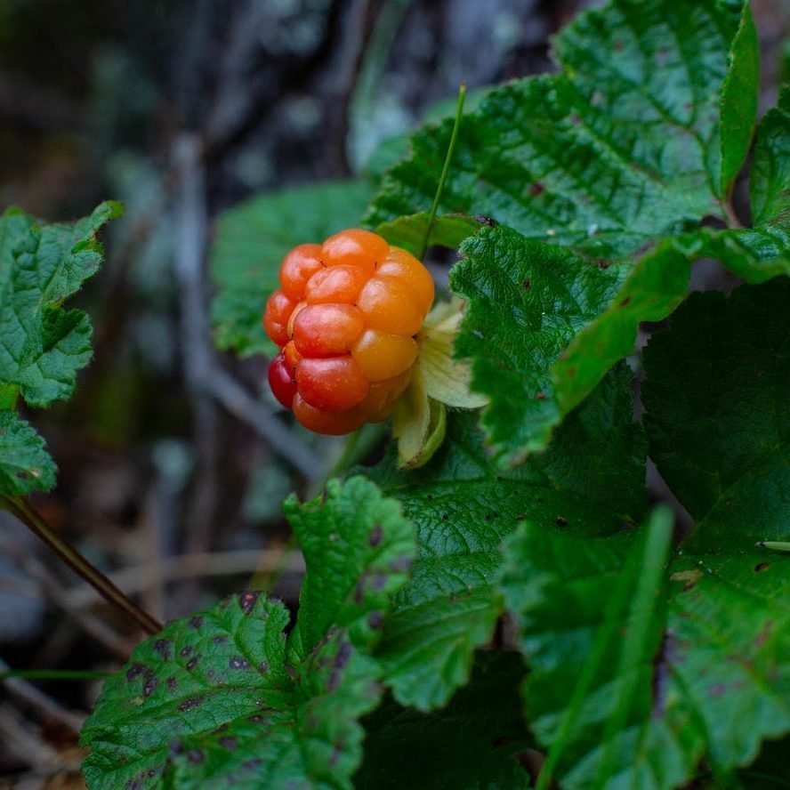 Cloudberry