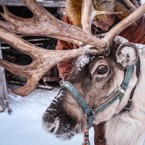 Reindeers Rovaniemi