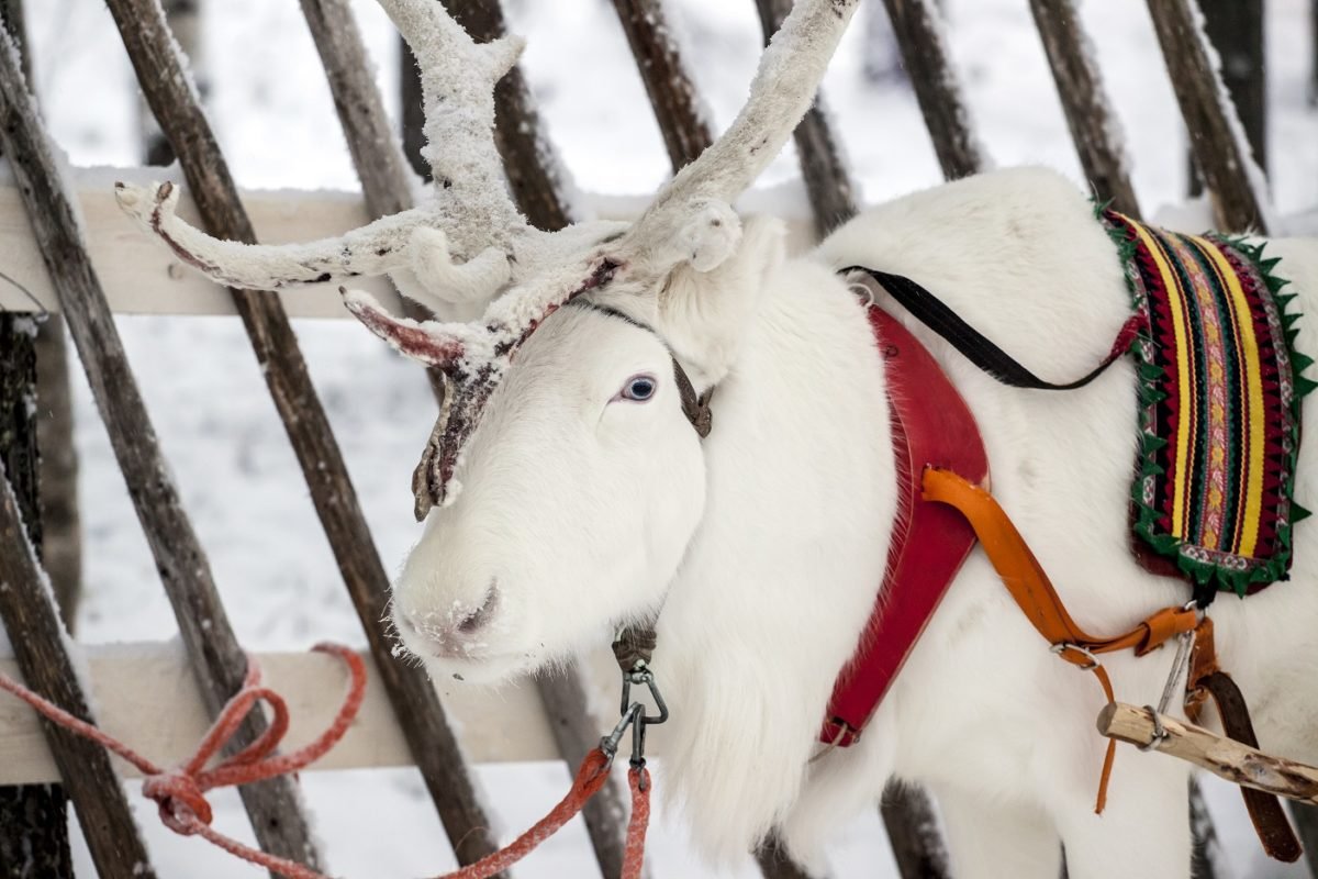 Reindeers Finland