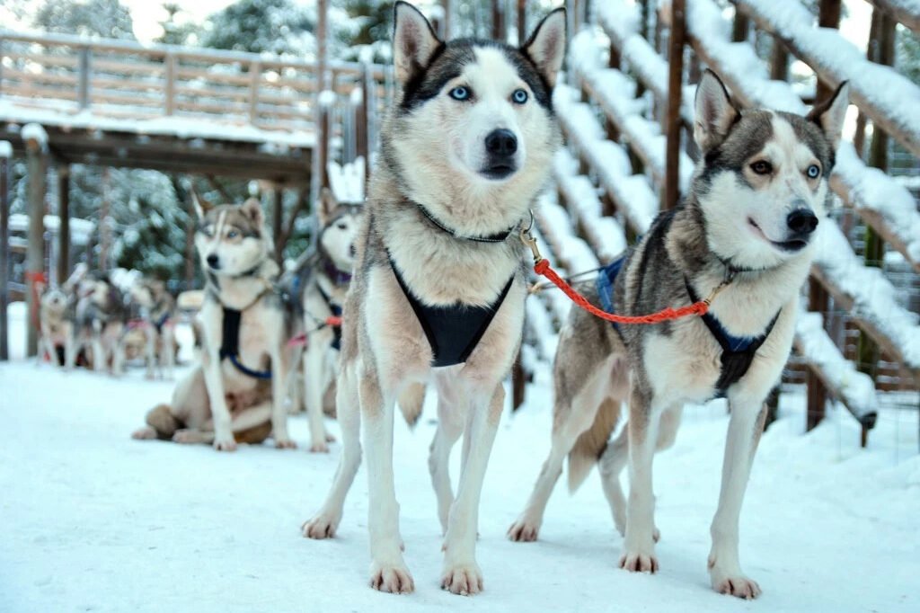 Excursion to husky farm in Rovaniemi