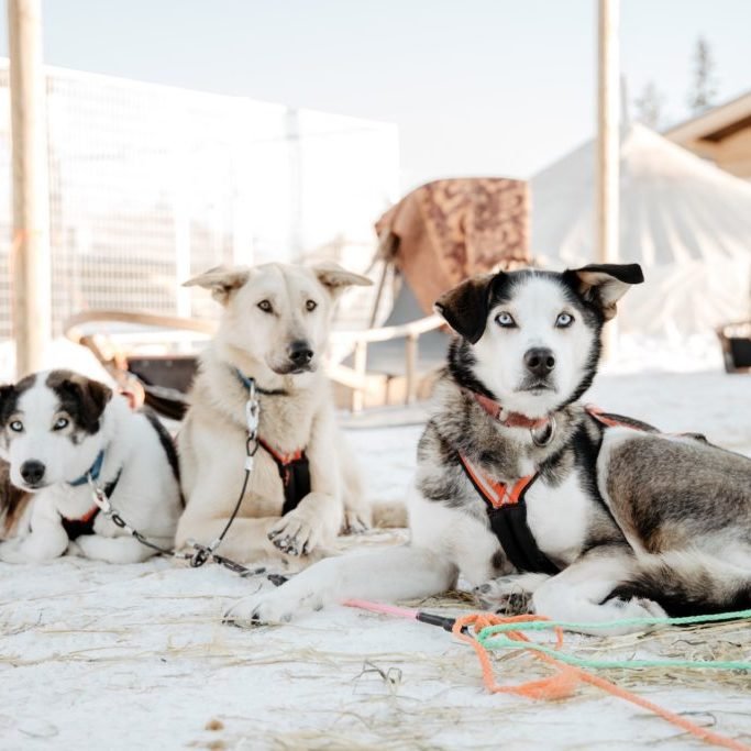 Husky tour in Rovaniemi