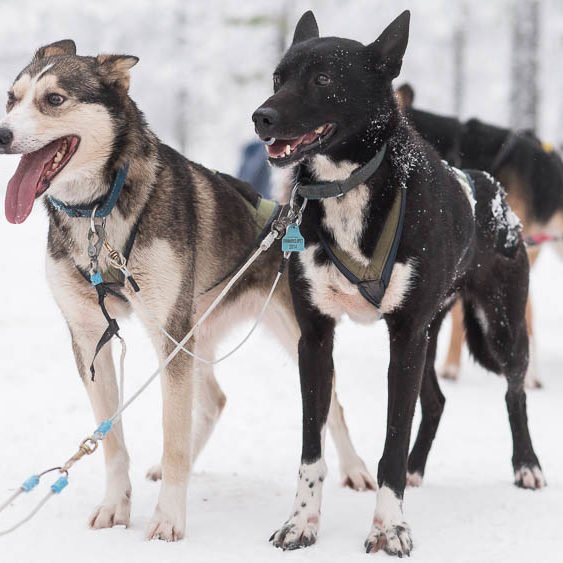 Husky experience in Rovaniemi