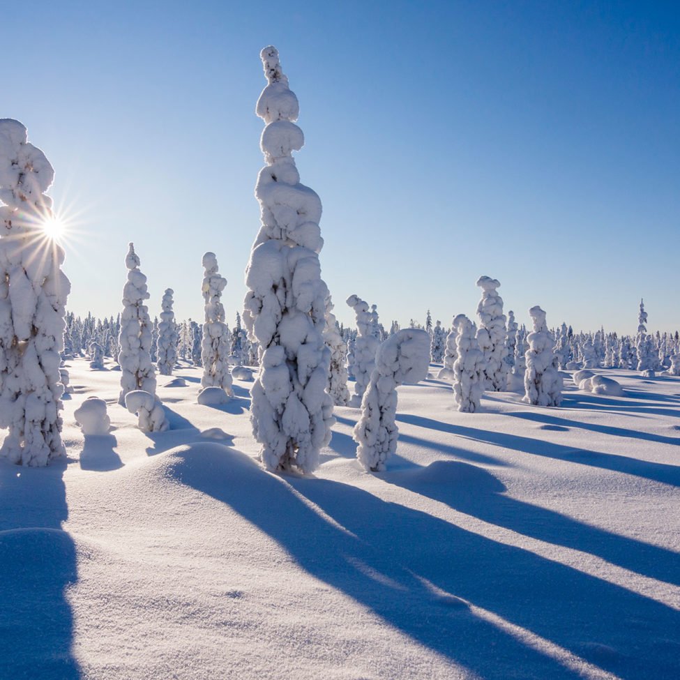 Forest in Rovaniemi