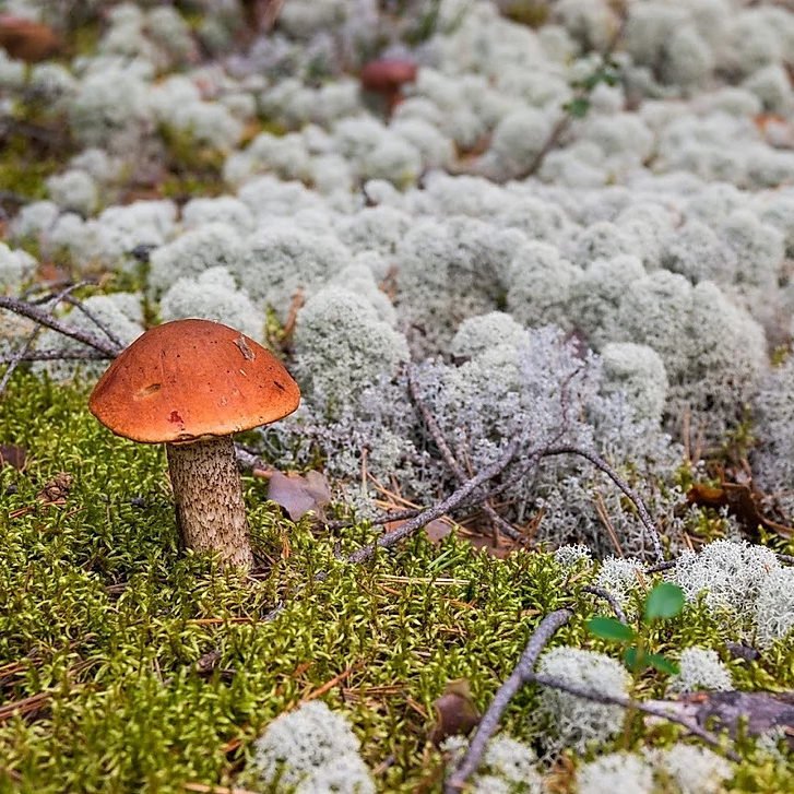 Mushrooms picking tour in Rovaniemi