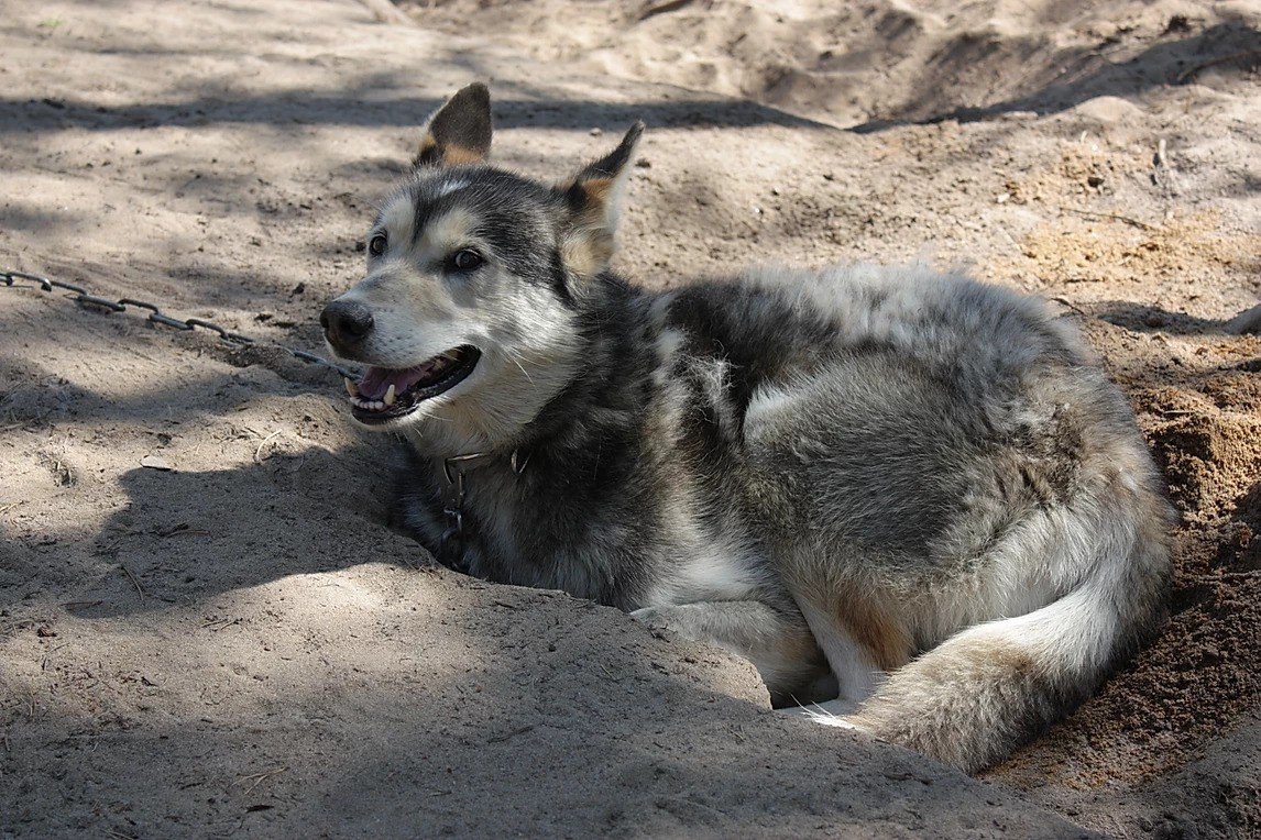 Husky farm in Rovaniemi