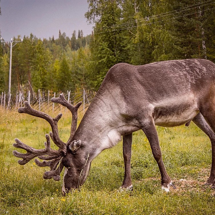 Lappish reindeer farm