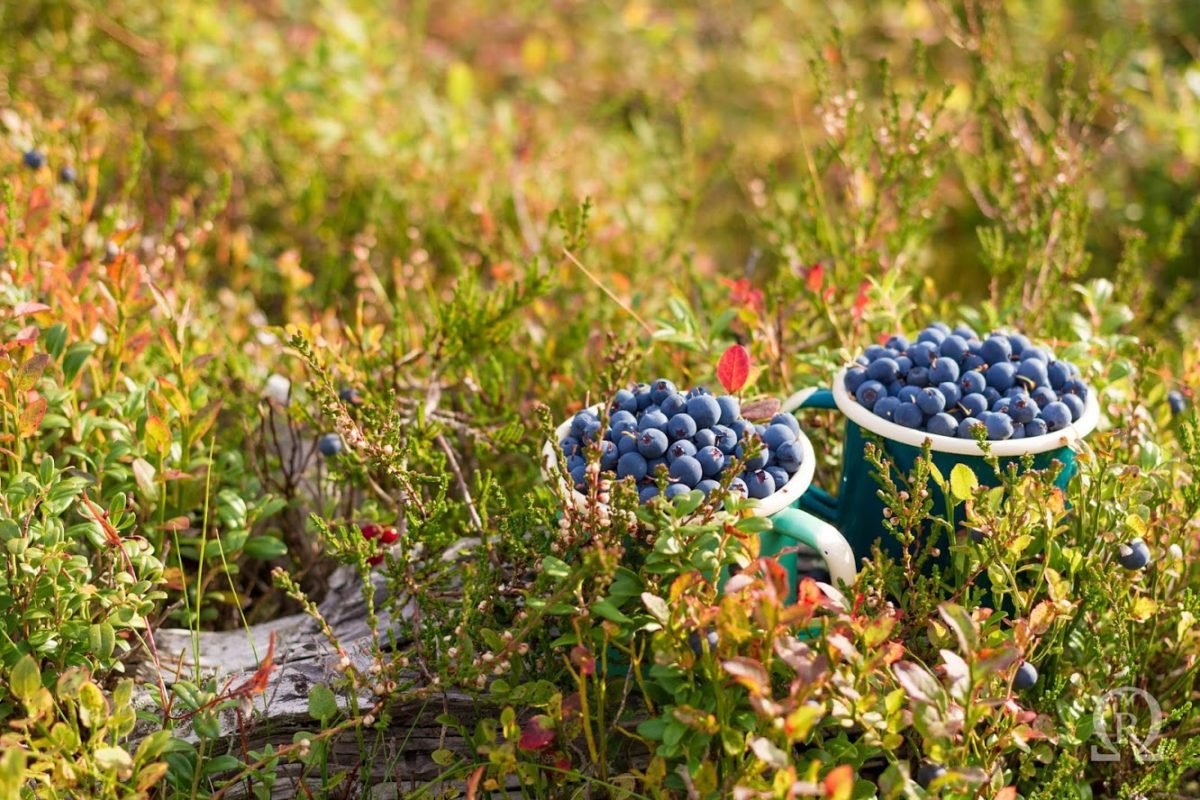 Berries and mushroms picking tour in Rovaniemi