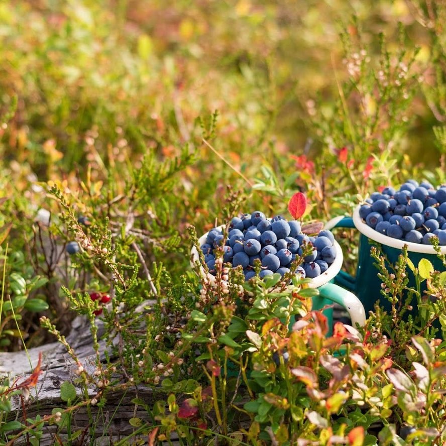 Berries and mushroms picking tour in Rovaniemi