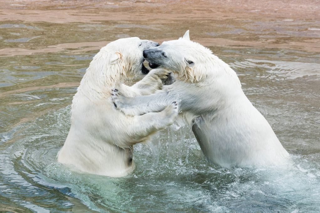 Polar bears in Ranua zoo