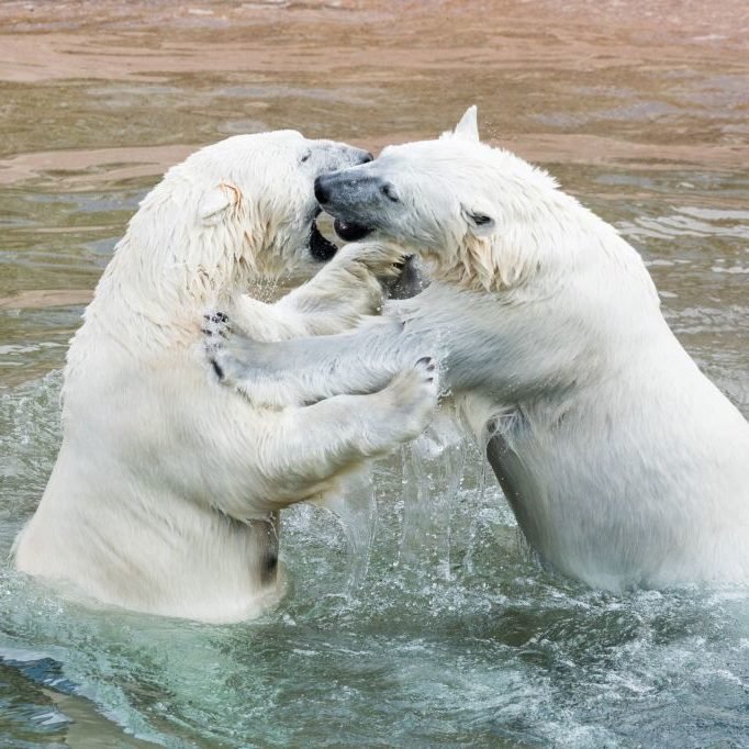 Polar bears in Ranua zoo